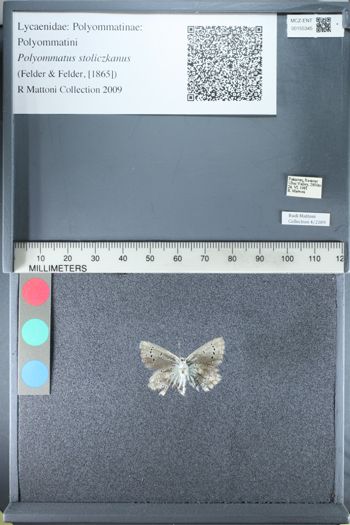 Media type: image;   Entomology 155345